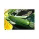 De Zaderij Biologische Courgette Mutabile De Zaderij Biologische Courgette Mutabile
