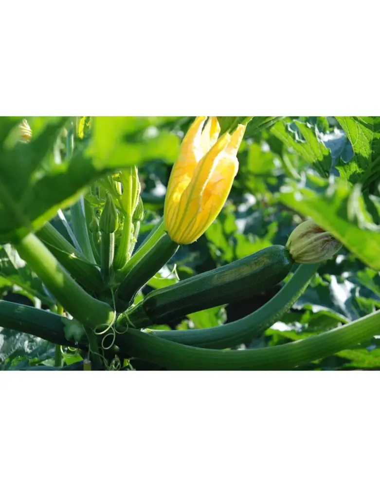 De Zaderij Biologische Courgette Mutabile De Zaderij Biologische Courgette Mutabile