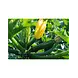 De Zaderij Biologische Courgette Mutabile De Zaderij Biologische Courgette Mutabile