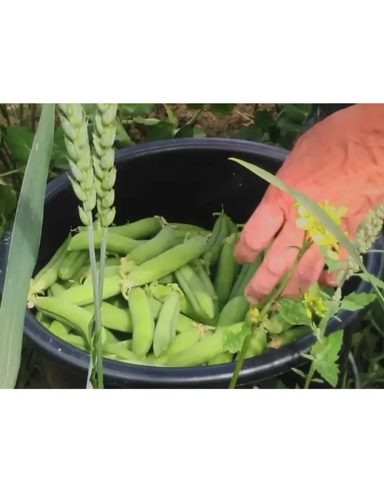 De Zaderij Biologische Doperwt Het Wonder van Scheemda De Zaderij Biologische Doperwt Het Wonder van Scheemda