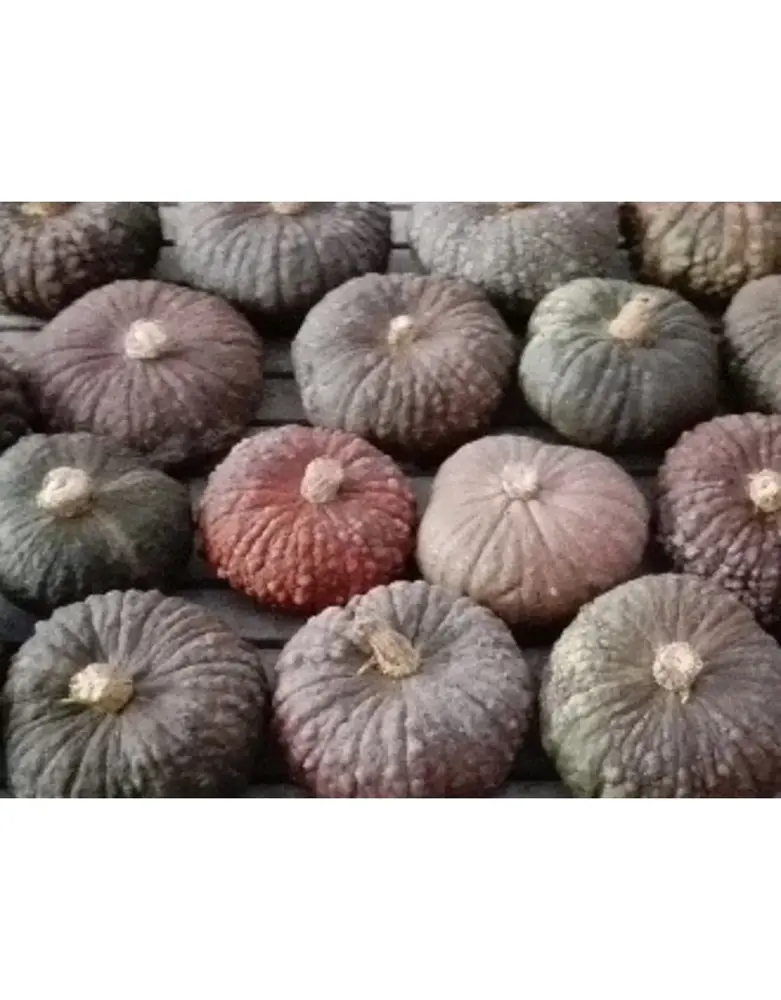 De Zaderij Biologische Familie Pompoen