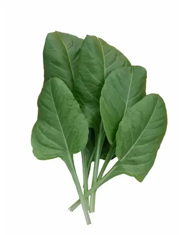 De Zaderij Biologische Gewone Groene Snijbiet