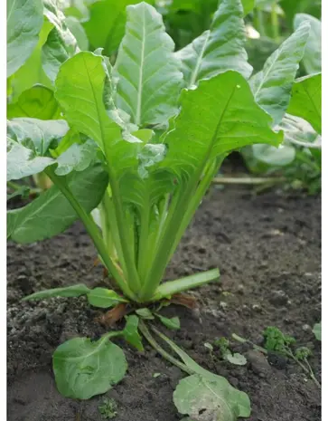 De Zaderij Biologische Gewone Groene Snijbiet