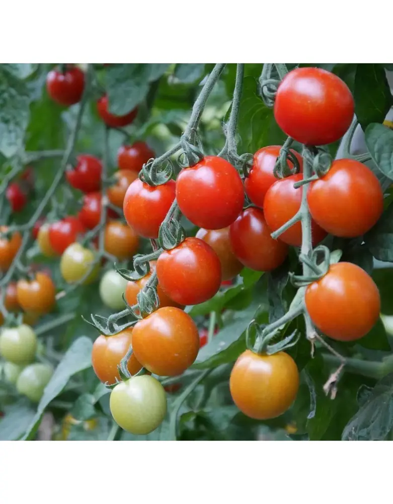 De Zaderij Biologische kerstomaat Trixi