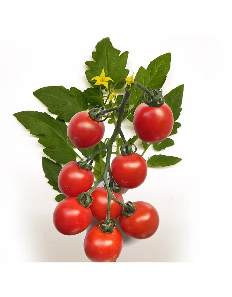 De Zaderij Biologische kerstomaat Trixi