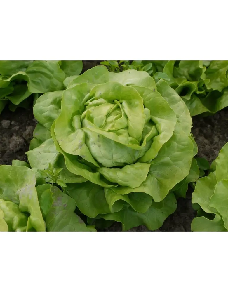 De Zaderij Biologische Kropsla Thirza