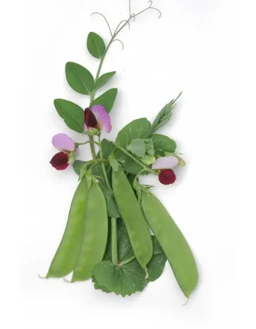 De Zaderij Biologische Peul Lage Grijze Roodbloeiende - Westrupper