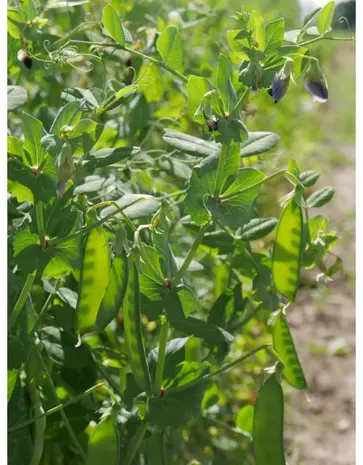 De Zaderij Biologische Peul Lage Grijze Roodbloeiende - Westrupper