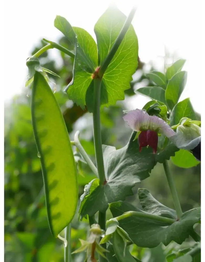 De Zaderij Biologische Peul Lage Grijze Roodbloeiende - Westrupper
