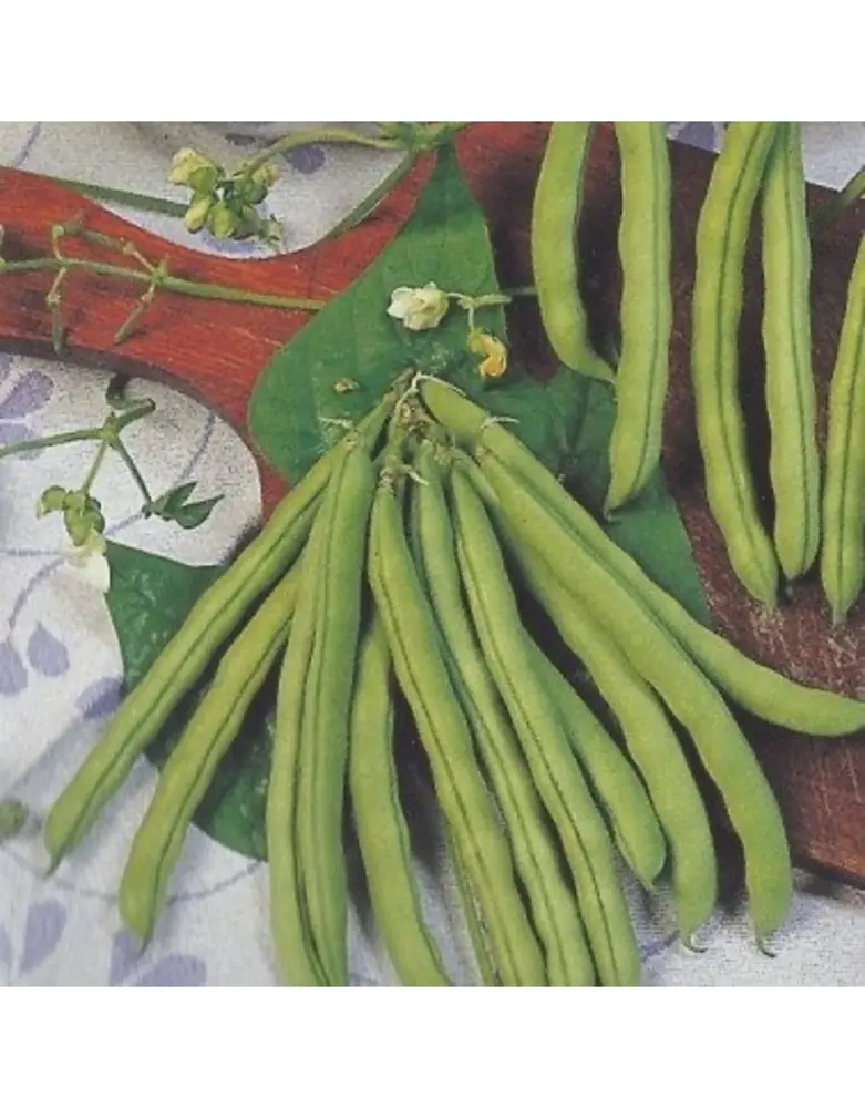 De Zaderij Biologische Stokslaboon Rakker