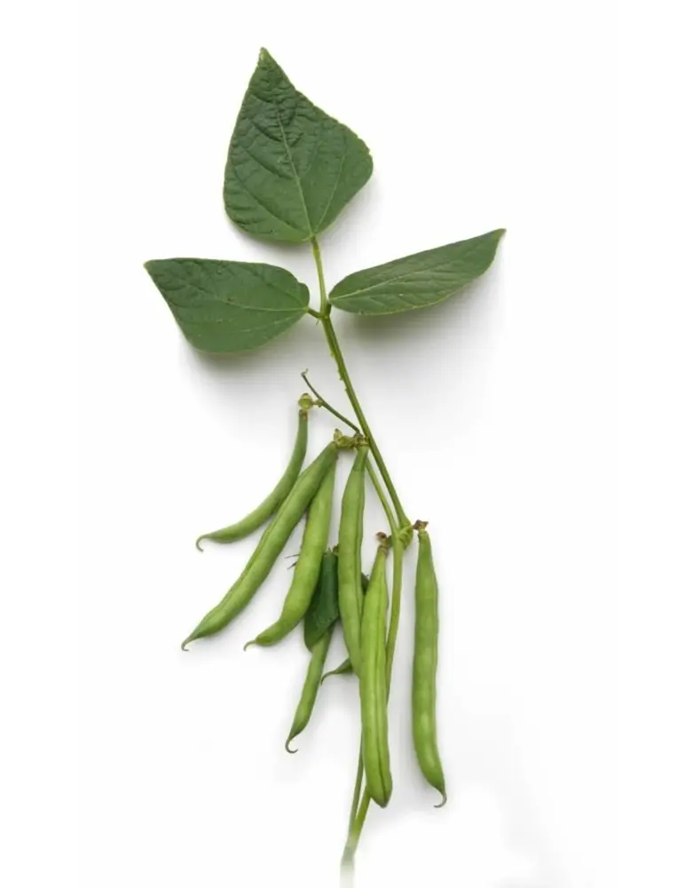 De Zaderij Biologische Stamslaboon Arosa