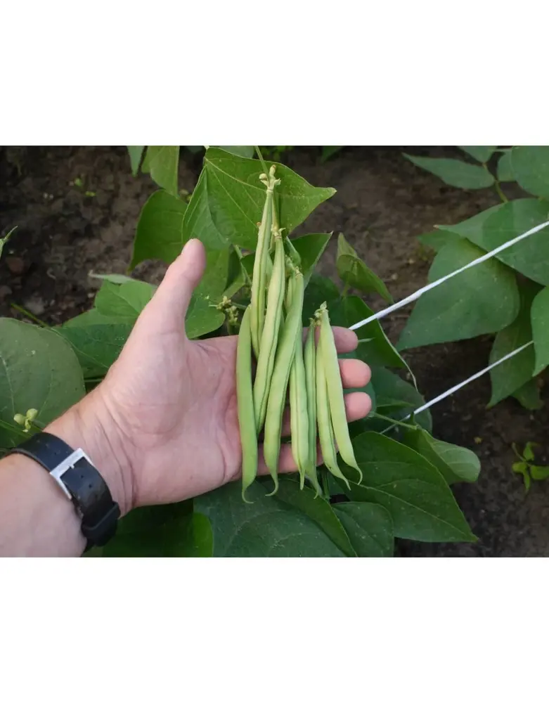 De Zaderij Biologische Stamslaboon Arosa