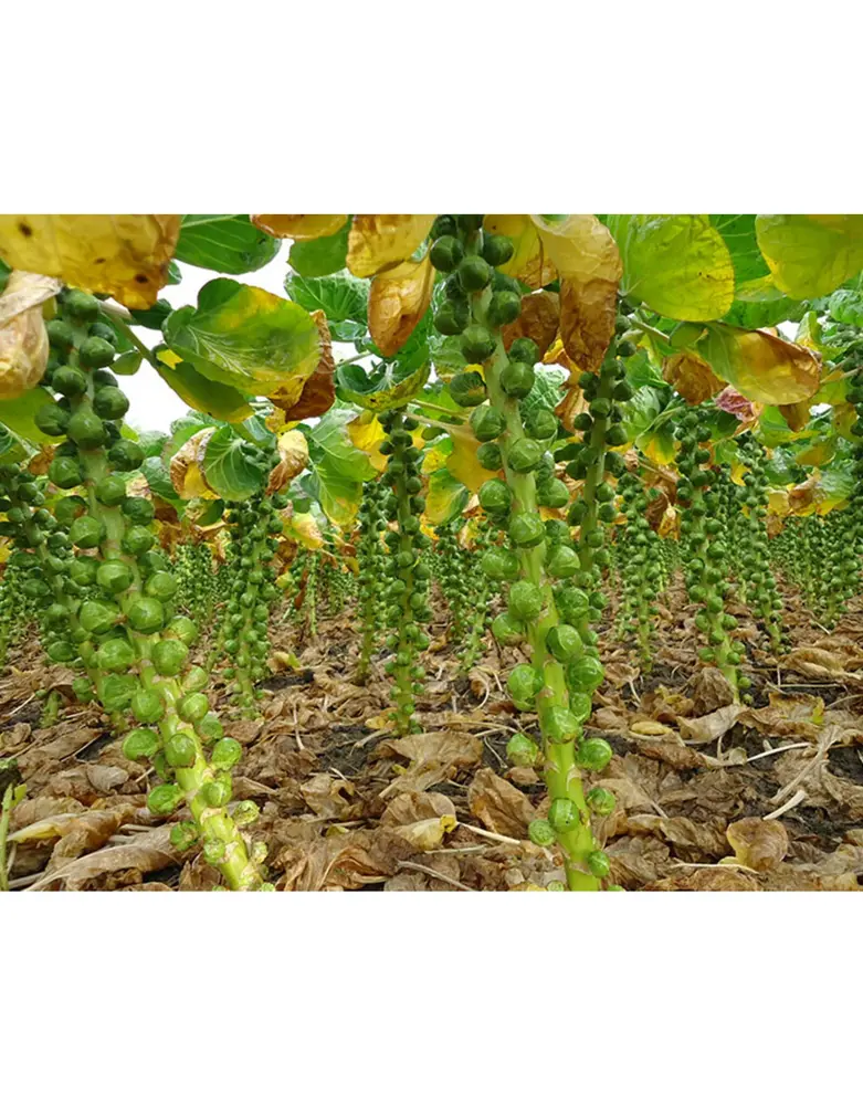 De Zaderij  Biologische Spuit Stiekeme spuitje