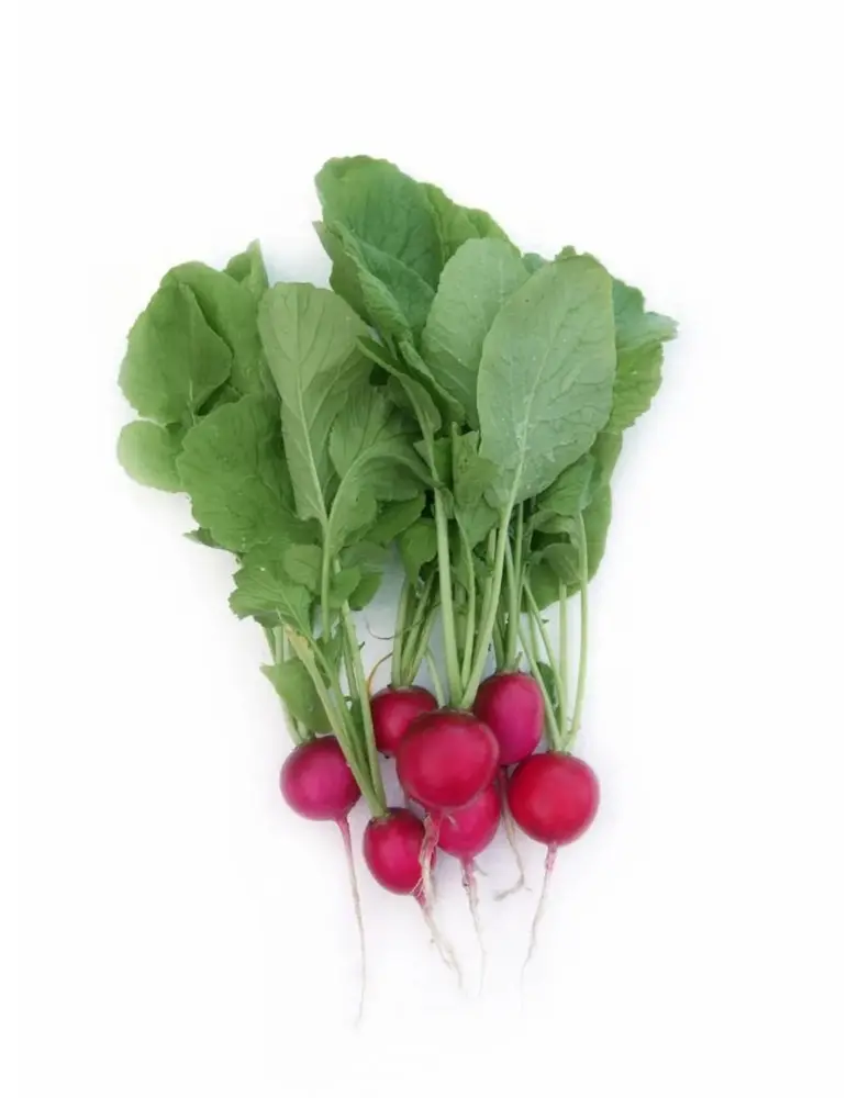 De Zaderij Biologische Radijs – Rudi