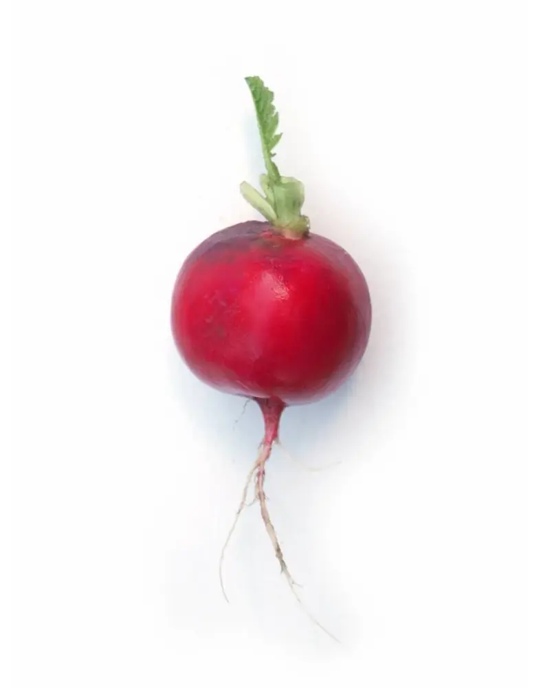 De Zaderij Biologische Radijs – Rudi