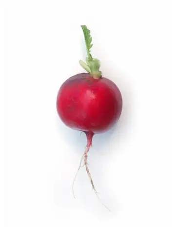 De Zaderij Biologische Radijs – Rudi