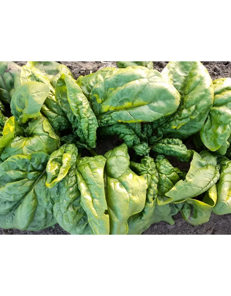 De Zaderij  Biologische Tineke's spinazie - Spinacia oleracea