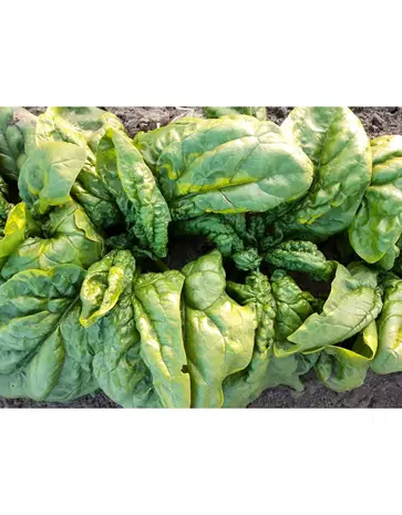 De Zaderij  Biologische Tineke's spinazie - Spinacia oleracea