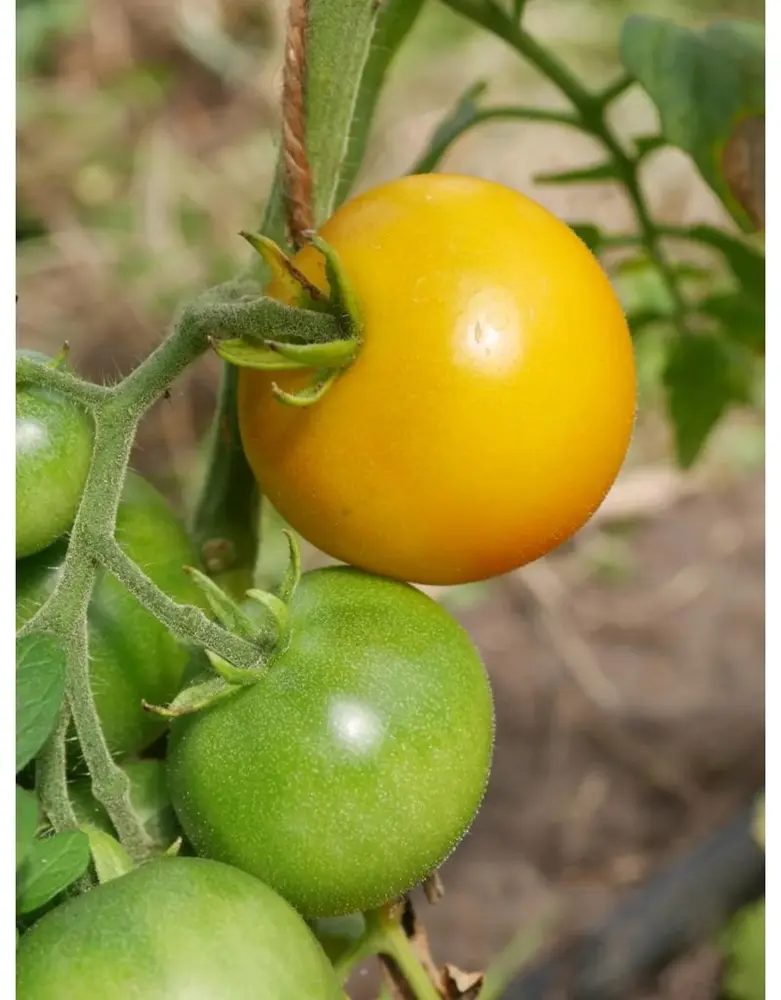 De Zaderij Biologische Tomaat Zonneschijn