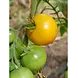 De Zaderij Biologische Tomaat Zonneschijn