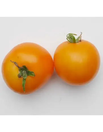 De Zaderij Biologische Tomaat Zonneschijn
