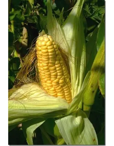 De Zaderij Biologische Zoete Jan Mais De Zaderij Biologische Zoete Jan Mais
