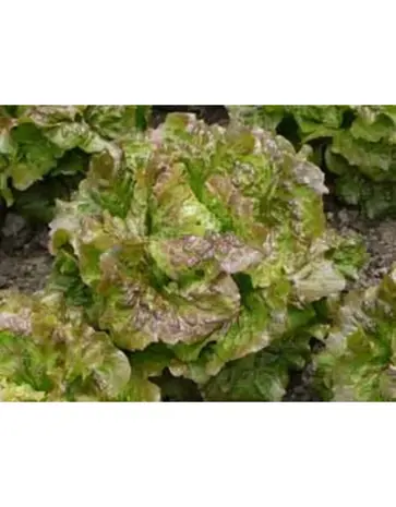 De Zaderij  Biologische Bataviasla Luana