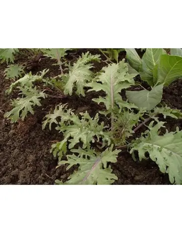 De Zaderij  Biologische Blad Kool - Red Russian