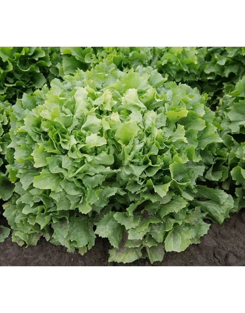 De Zaderij Biologische Andijvie Nuance