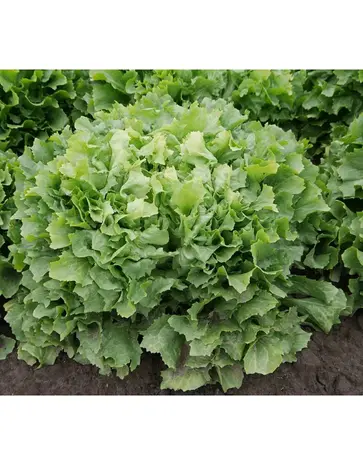 De Zaderij Biologische Andijvie Nuance