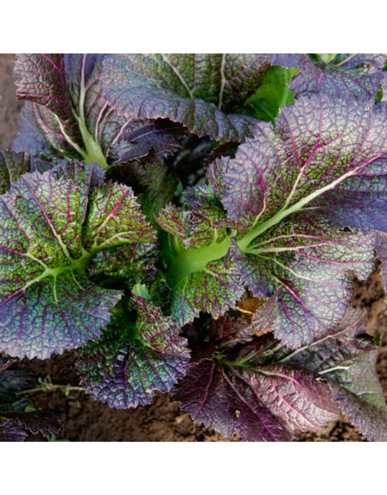 De Zaderij Biologische Wortel Amsterdamse Bak2- Amfine De Zaderij Biologische Wortel Amsterdamse Bak2- Amfine