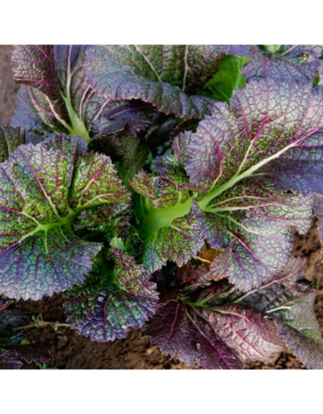 De Zaderij Biologische Wortel Amsterdamse Bak2- Amfine De Zaderij Biologische Wortel Amsterdamse Bak2- Amfine