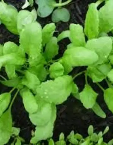 De Zaderij Biologische Turkse grootbladige tuinkers - Lepidium sativum De Zaderij Biologische Turkse grootbladige tuinkers - Lepidium sativum