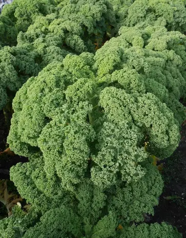 De Zaderij Biologische Boerenkool Westlandse Winter De Zaderij Biologische Boerenkool Westlandse Winter