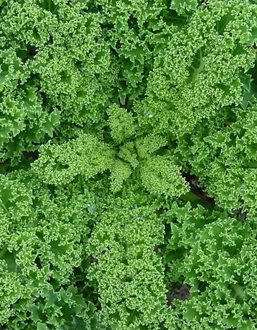 De Zaderij Biologische Boerenkool Westlandse Winter De Zaderij Biologische Boerenkool Westlandse Winter