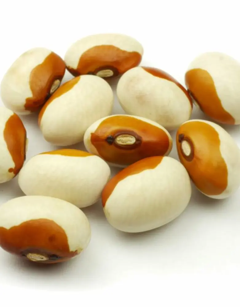 De Zaderij Biologische Wieringer Boon