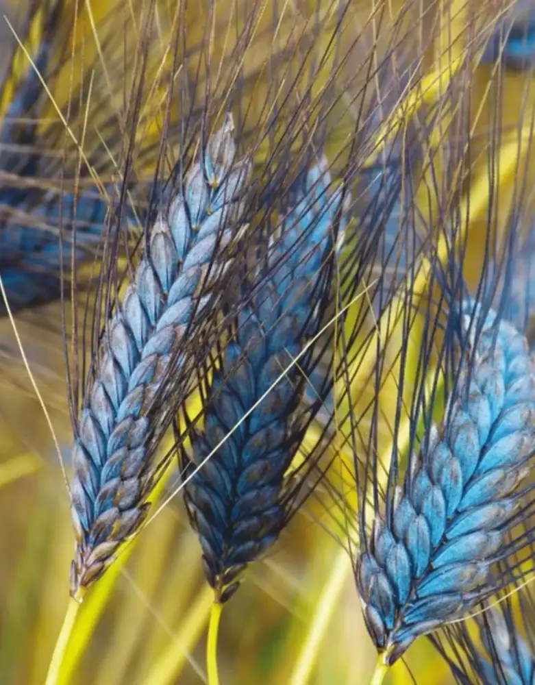 De Zaderij Biologische Tarwe Utregse Blauwe