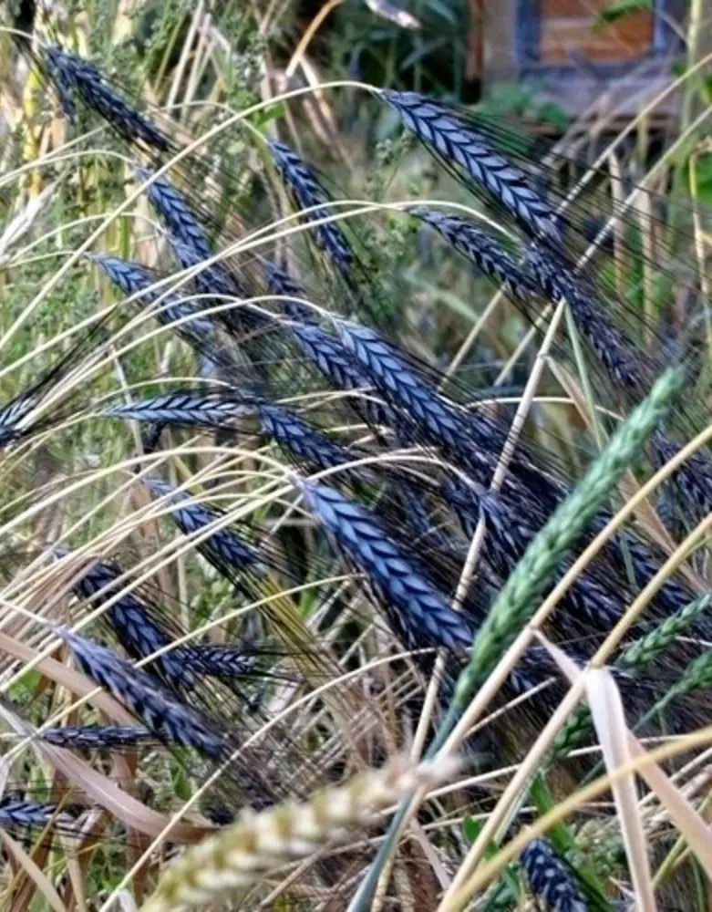 De Zaderij Biologische Tarwe Utregse Blauwe