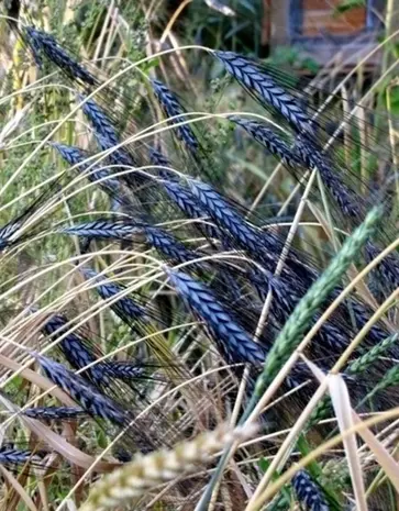 De Zaderij Biologische Tarwe Utregse Blauwe