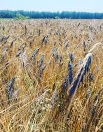 De Zaderij Biologische Tarwe Utregse Blauwe