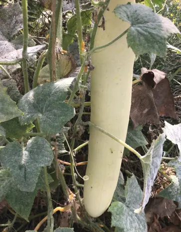 De Zaderij Biologische Albaster bewaar komkommer