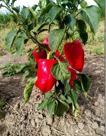 De Zaderij Biologische Buiten Paprika