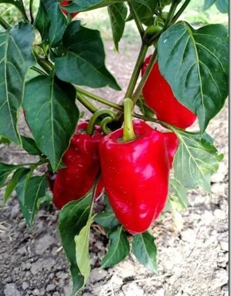 De Zaderij Biologische Buiten Paprika