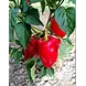 De Zaderij Biologische Buiten Paprika