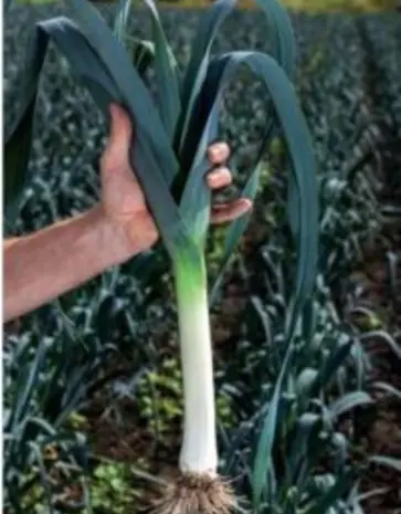 De Zaderij Biologische Mechelse Blauwgroene Prei