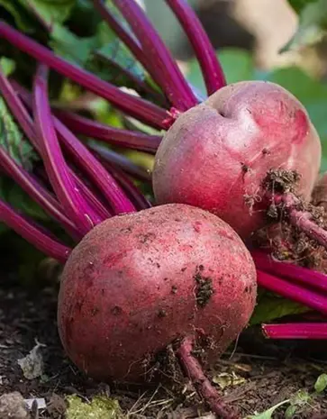 De Zaderij Biologische Gladoro platte gladde ronde rode biet