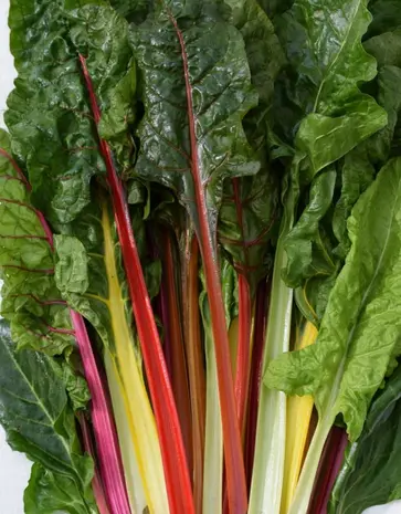 De Zaderij Biologische Snijbiet Regenboog