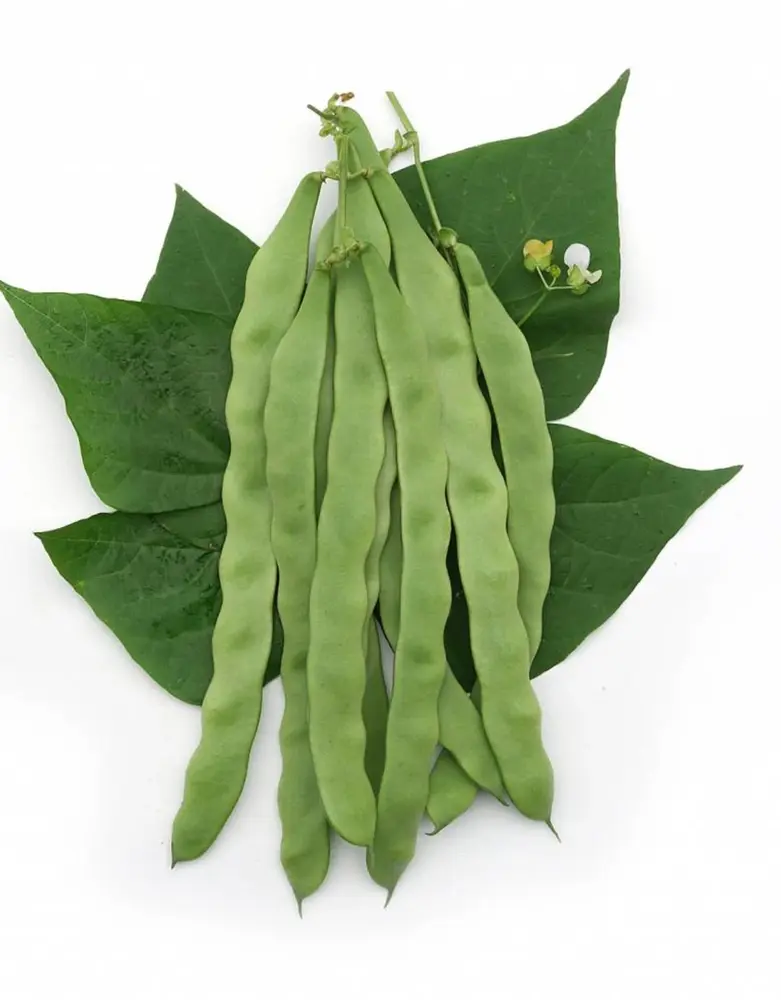 De Zaderij Biologische Stoksnijboon Musica