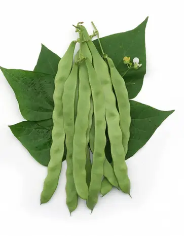 De Zaderij Biologische Stoksnijboon Musica