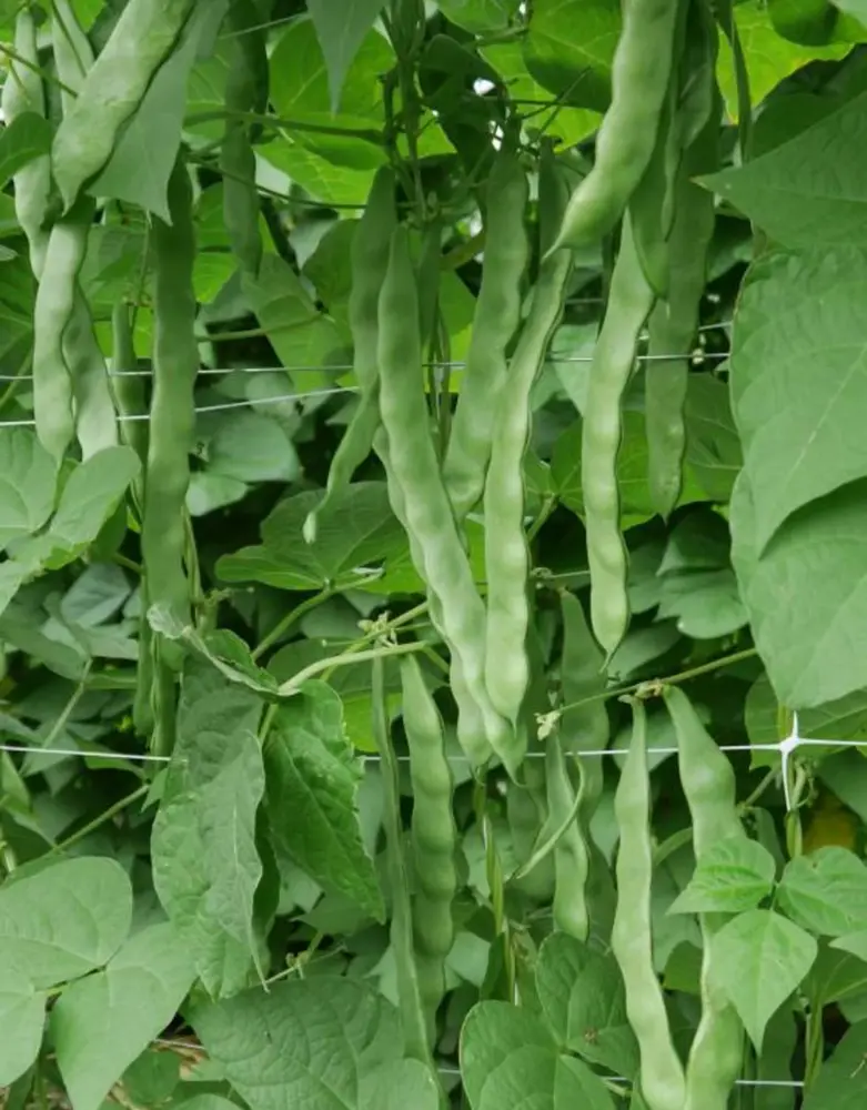 De Zaderij Biologische Stoksnijboon Musica